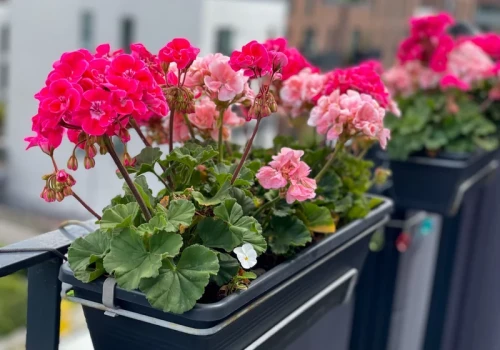 Pelargonie jeszcze stoją na balkonie? Tej nocy mogą już nie przetrwać