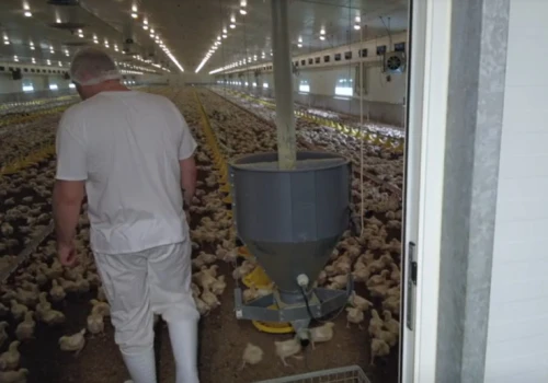 Import drobiu z Brazylii do UE wzrósł o 80 proc. KRD odpowiada na argumenty rządu ws. Mercosur