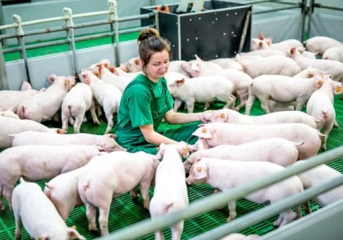 Nawet 150 tys. zł dla hodowców bydła i świń! ARiMR przypomina o ważnym naborze