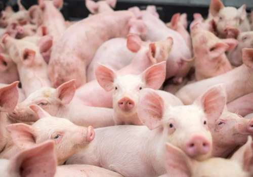 Na te pieniądze z ARiMR nie trzeba będzie czekać. Otrzymasz tuż po złożeniu wniosku. Nabór za 7 dni