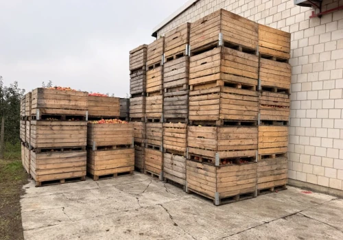 Ceny jabłek przemysłowych w górę. Sadownicy wstrzymują sprzedaż i czekają na lepsze stawki
