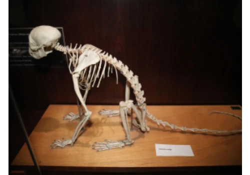 PAN powołała Komitet Honorowy Budowy Muzeum Historii Naturalnej w Warszawie