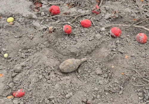 Granat między pomidorami. Saperzy interweniowali w Krzywowierzbie