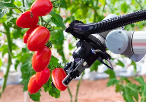 Ruszyły testy robota, który wykorzystuje kosmiczne technologie do zbioru pomidorów