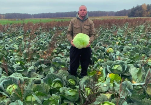 W skupie dawali mu 50 gr za kapustę. Rolnik wpadł na pomysł i sprzedaje ją po 2 zł/kg