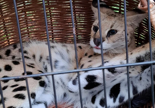 Egzotyczny kot widziany w powiecie biłgorajskim odnaleziony. Shira siedziała na drzewie
