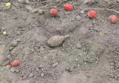 Granat między pomidorami