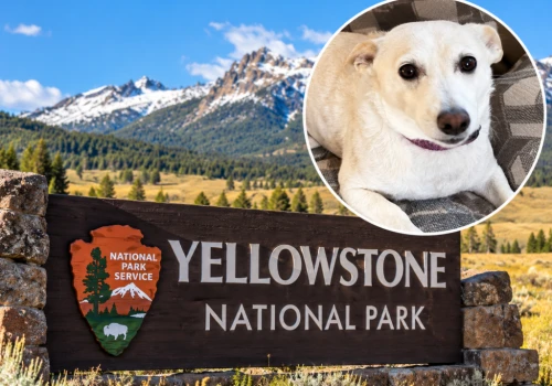 Pies Luna odnaleziony po 34 dniach w Yellowstone!