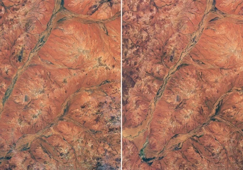 NASA uwieczniła przemianę australijskiej pustyni. Z kosmosu widać morze kwiatów