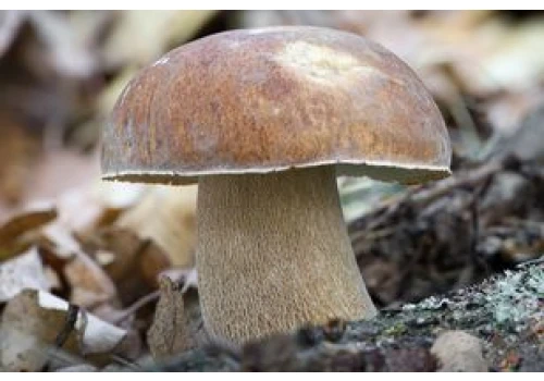 Mniej znany kuzyn prawdziwka. Zbierz go póki czas, bo możesz żałować, tak jest świetny do suszenia