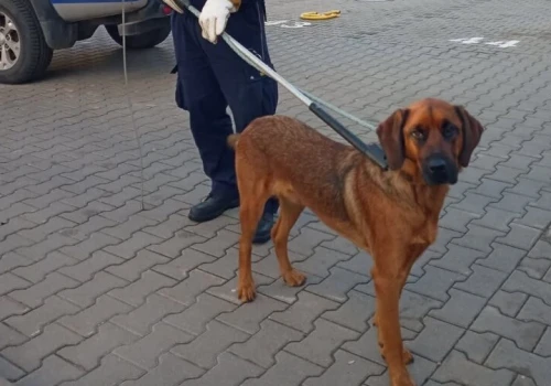 Atakował każdego, kto próbował wejść do klatki. Agresywny pies sterroryzował mieszkańców