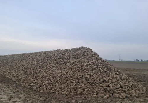 Plony i ceny buraków rozczarowały, ale rolnik nie odpuszcza. Zwiększa areał o 50 proc.