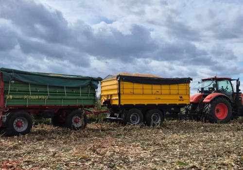 Ceny mokrej kukurydzy 16 października. Skupy płacą nawet 680 zł/t