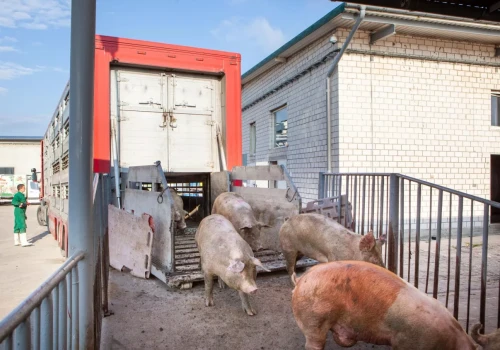Ceny świń spadają nawet do 3,90 zł/kg. „Katastrofa już jest”. Ile płacą skupy?