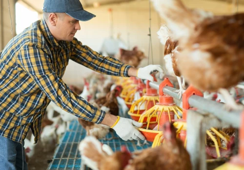 Producenci drobiu i jaj biją na alarm. Tak niskich cen dawno nie było