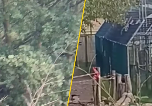 Burza wokół zoo w Łącznej. Pojawiło się nagranie z lemurem