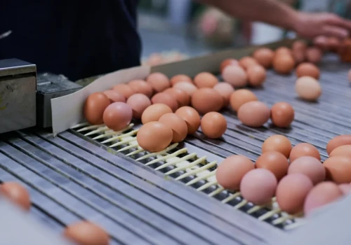 Załamanie cen drobiu i jaj. Hodowców wykańczają drogie pasze i gigantyczny import z Turcji