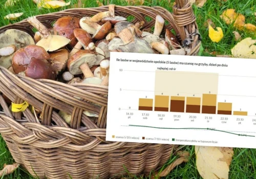 Gdzie na borowiki, a gdzie na kurki w opolskich lasach? Ta aplikacja to podpowiada