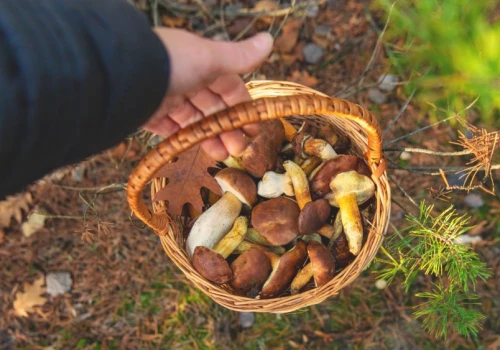 Tu grzybiarze zbierają pełne kosze. 5 miejsc w Wielkopolsce, które warto sprawdzić po deszczu