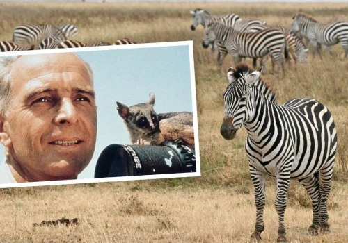 Zoolog i laureat Oscara upamiętniony. Stworzył Narodowy Park Serengeti