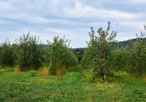 Leśnicy zadbają o sady w Łódzkiem. 5 regionalnych sadów odzyska życie