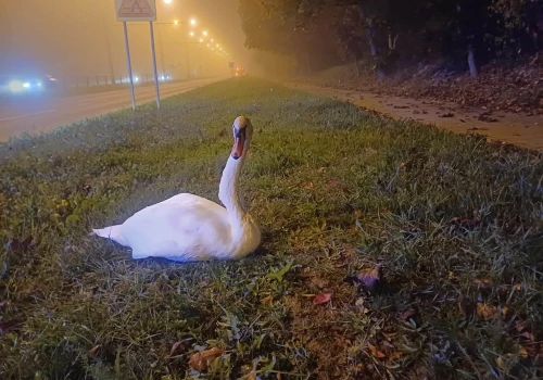 Łabędź potrzebował pomocy na ul. Jana Pawła II. Poranna interwencja w Lublinie