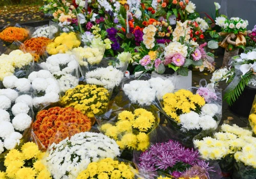 Kiedy najlepiej kupić chryzantemy? Tak przetrwają do Wszystkich Świętych