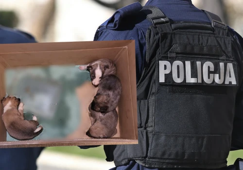 Drzewica: ktoś podrzucił policji worek ze szczeniakami, teraz odpowie za znęcanie