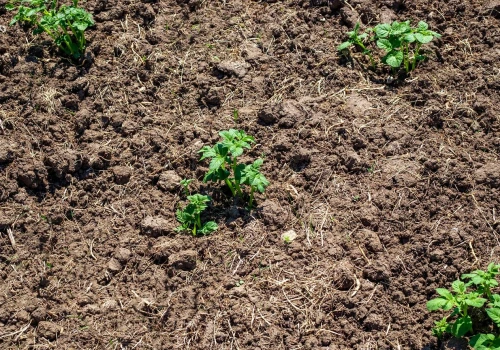 Ziemia po pomidorach może skrywać groźne patogeny. Tak przygotujesz ją do nowej uprawy