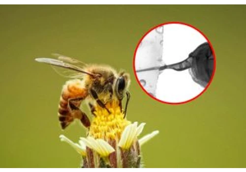 Żądło pszczoły pod mikroskopem. Natura zaskoczyła inżynierów