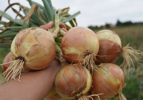 Cebula za 25 zł za worek. Tyle płacą za najlepiej przygotowany towar