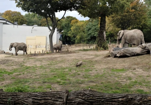 Słonie znikną z wybiegu Warszawskiego ZOO. Ogród wyjaśnia powód