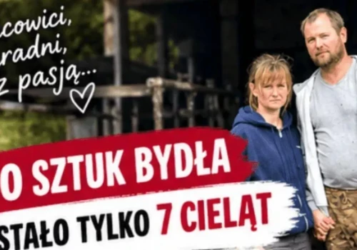110 sztuk bydła padło w 3 dni. Z całego stada rolnikowi zostało tylko 7 cieląt