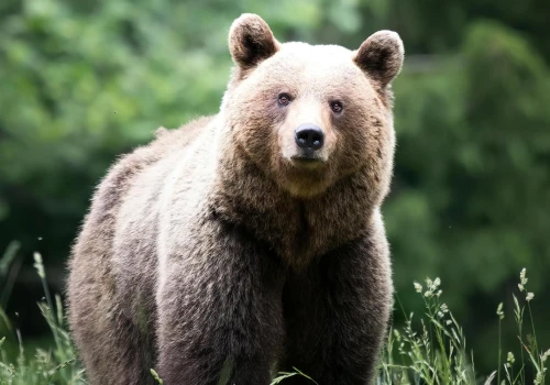 Niedźwiedź blisko miasta na Podkarpaciu. Wójt ostrzega mieszkańców!