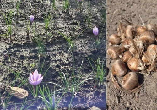 Po 20 latach zostawiła Warszawę i wróciła na ojcowiznę. Teraz ma uprawę wartą fortunę