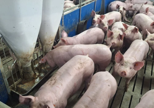 EUDR uderzy w producentów drobiu i trzody? Branża ostrzega przed kosztami