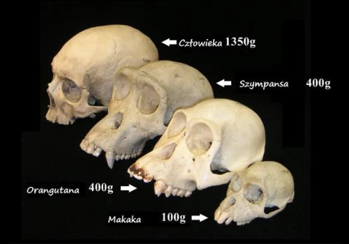 Historia człowieka