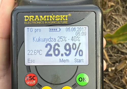 Nawet 1 procent dziennie. Ten typ ziarna oddaje wodę do 10 razy szybciej