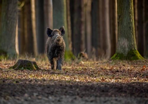 Dziki w pobliżu osiedli i szkół w Tychach. Co powinni wiedzieć mieszkańcy?