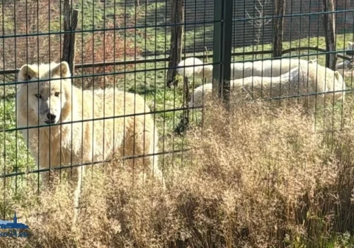 ZOO Łączna. Prokuratura nie wyklucza powrotu wywiezionych zwierząt do Polski