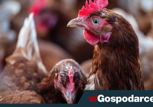 Branża drobiarska pod presją cenową