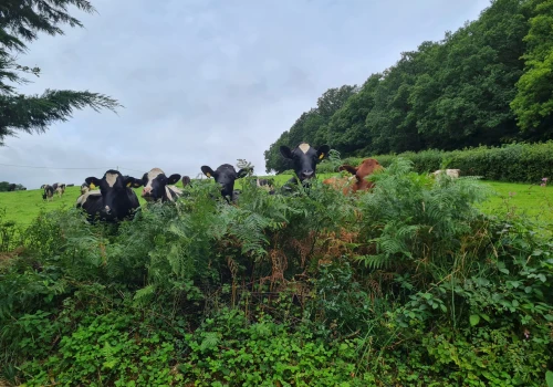 Co kryje się w walijskim garnku? Polka odkrywa zapomniane smaki i tradycje