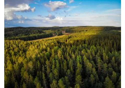 Zniknęło 530 ha lasu w Finlandii. Teraz Google się tłumaczy
