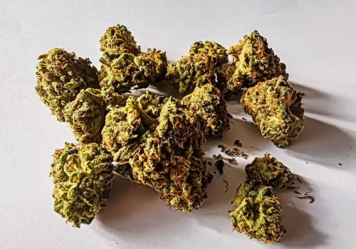 Lilac Diesel – energetyzująca odmiana o średniej mocy
