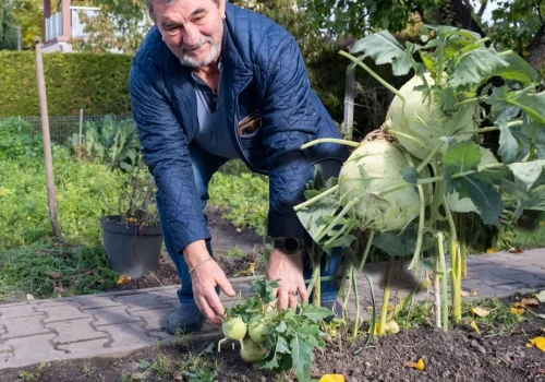 Pięć główek kalarepy z jednego korzenia. Niezwykła uprawa na działce w Chojnicach