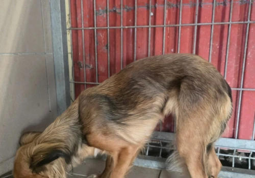 Mężczyzna przerzucił psa przez wysokie ogrodzenie schroniska. Jest nagranie