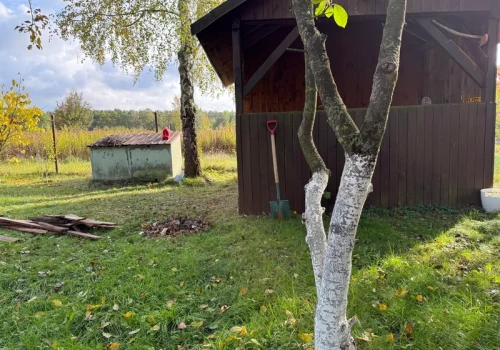 Białe pnie to nie ozdoba. Zimą chronią drzewa przed groźnym problemem