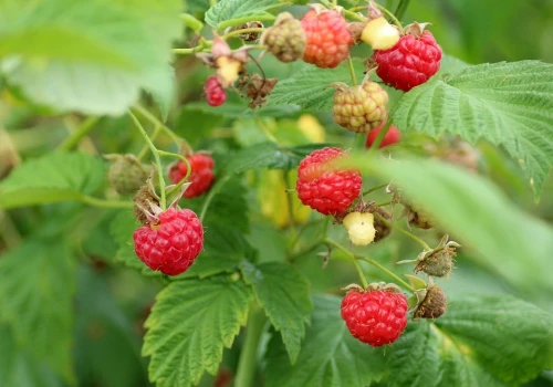 Plaga kradzieży na polach. Złodzieje ogałacają plantacje wynosząc setki kilogramów malin