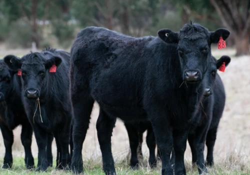 304 sztuki bydła Angus przyleciały z Australii do Kazachstanu. Będzie jeszcze 10 takich transportów