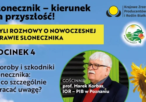 Choroby i szkodniki słonecznika: na co szczególnie zwracać uwagę?